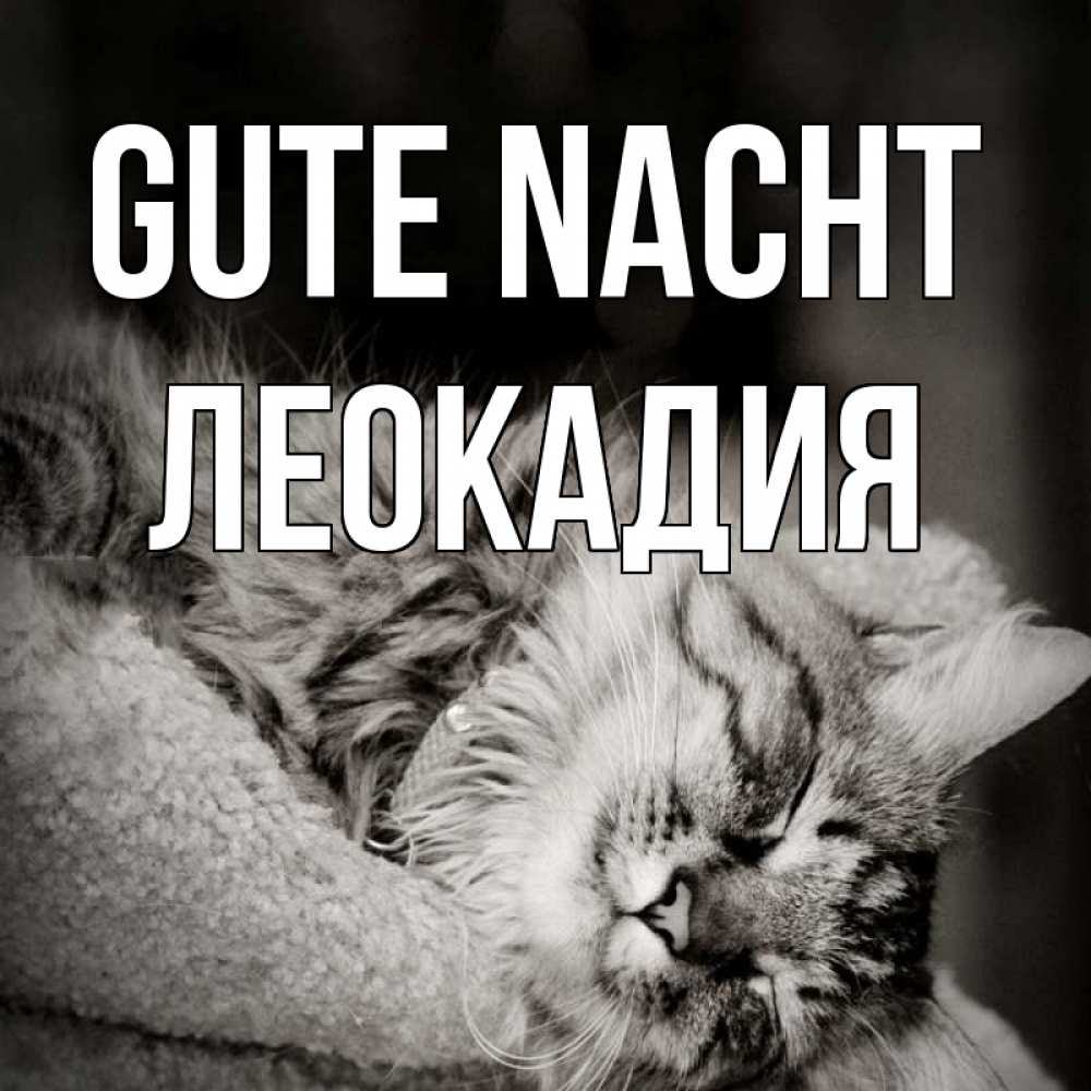 Открытка на каждый день с именем, Леокадия Gute Nacht котярик пушистый Прикольная открытка с пожеланием онлайн скачать бесплатно 