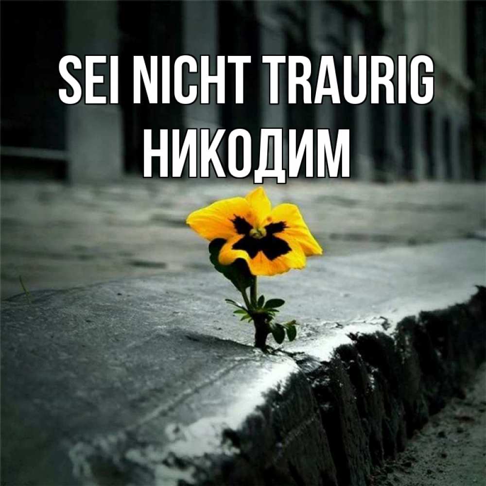 Открытка на каждый день с именем, Никодим Sei nicht traurig не сдавайся Прикольная открытка с пожеланием онлайн скачать бесплатно 