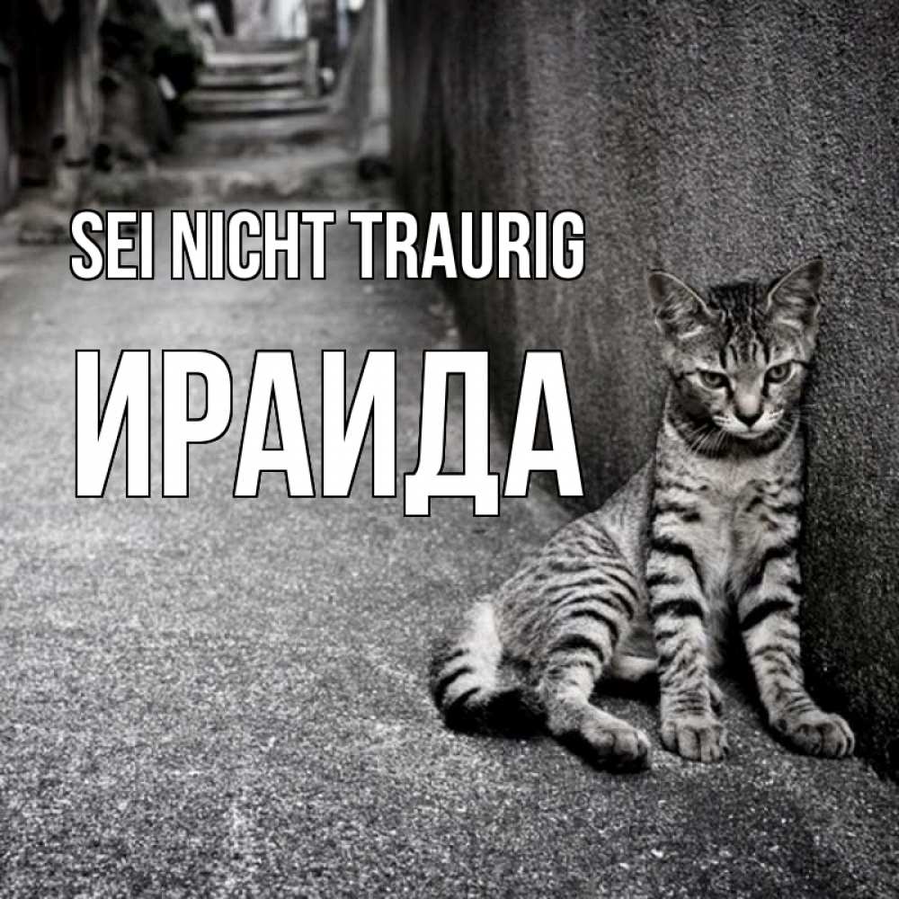 Открытка на каждый день с именем, Ираида Sei nicht traurig скучающий котик Прикольная открытка с пожеланием онлайн скачать бесплатно 