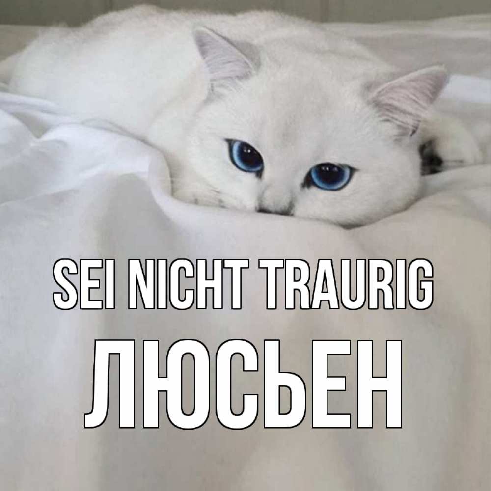 Открытка на каждый день с именем, Люсьен Sei nicht traurig белый кот с голубыми глазами на белоснежной кровати Прикольная открытка с пожеланием онлайн скачать бесплатно 