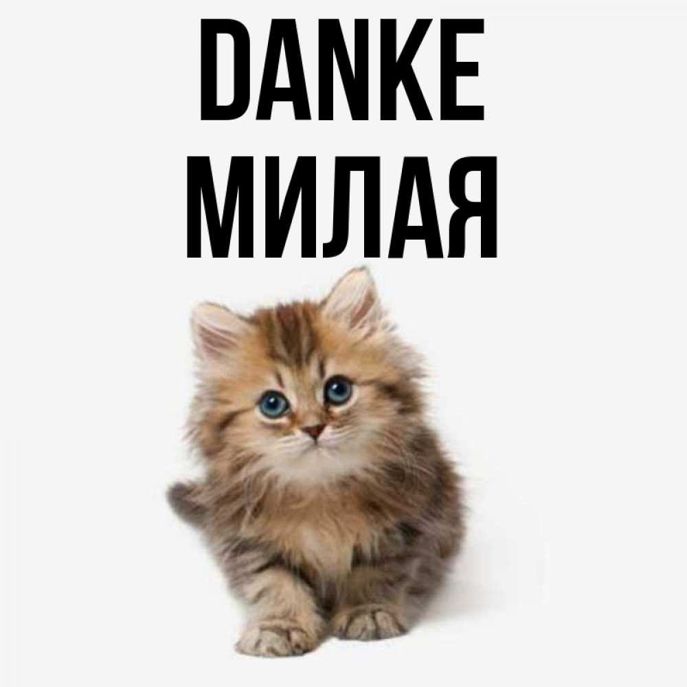 Открытка на каждый день с именем, Милая Danke пушистый котик Прикольная открытка с пожеланием онлайн скачать бесплатно 