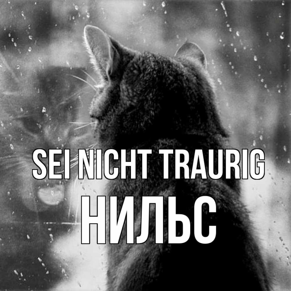 Открытка на каждый день с именем, Нильс Sei nicht traurig отражение кота 1 Прикольная открытка с пожеланием онлайн скачать бесплатно 
