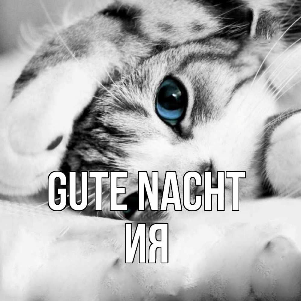 Открытка на каждый день с именем, Ия Gute Nacht кот устал Прикольная открытка с пожеланием онлайн скачать бесплатно 
