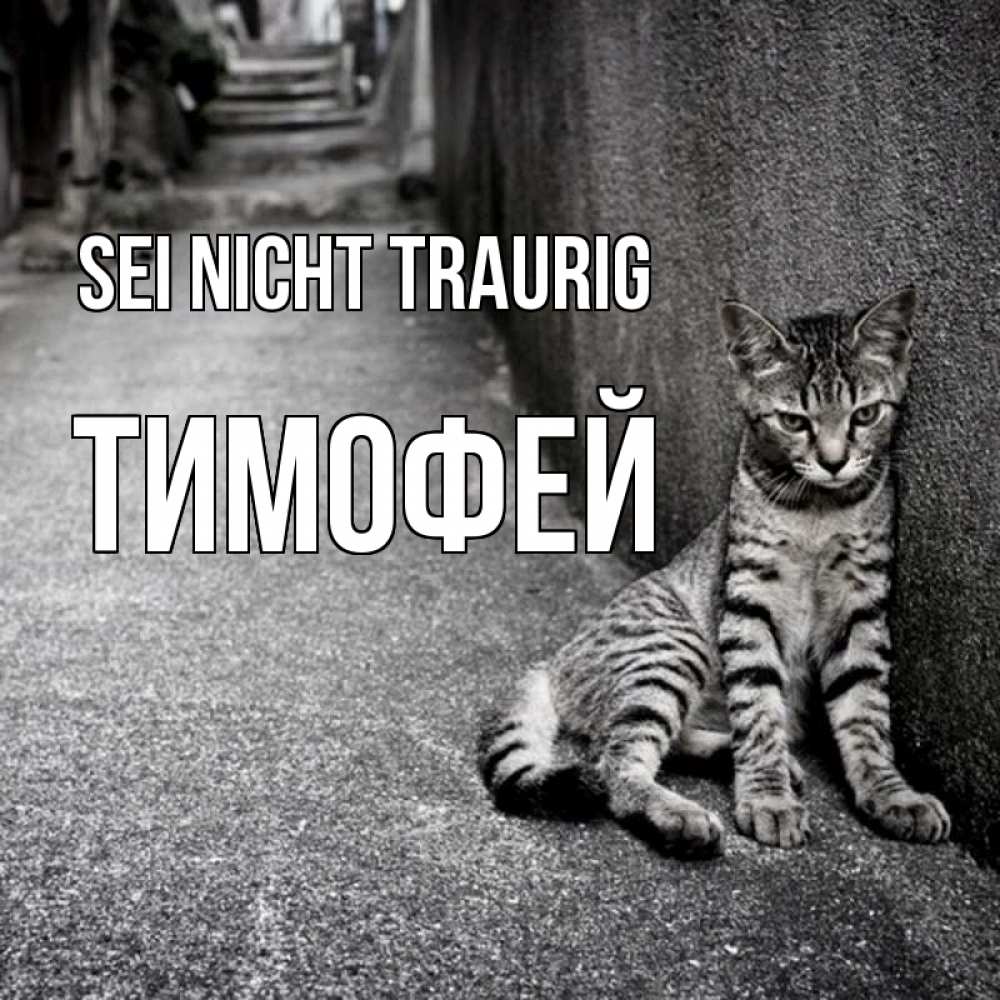Открытка на каждый день с именем, Тимофей Sei nicht traurig скучающий котик Прикольная открытка с пожеланием онлайн скачать бесплатно 