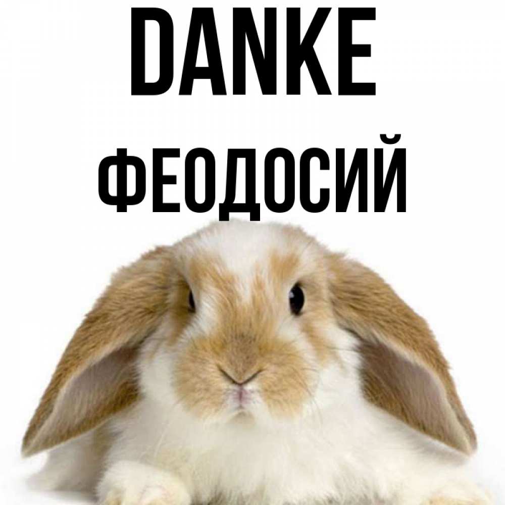 Открытка на каждый день с именем, Феодосий Danke коричнево белый заяц Прикольная открытка с пожеланием онлайн скачать бесплатно 