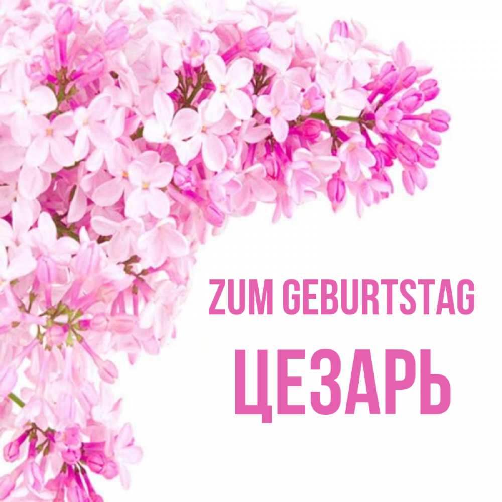 Открытка на каждый день с именем, Цезарь Zum Geburtstag Сирень на белом фоне Прикольная открытка с пожеланием онлайн скачать бесплатно 