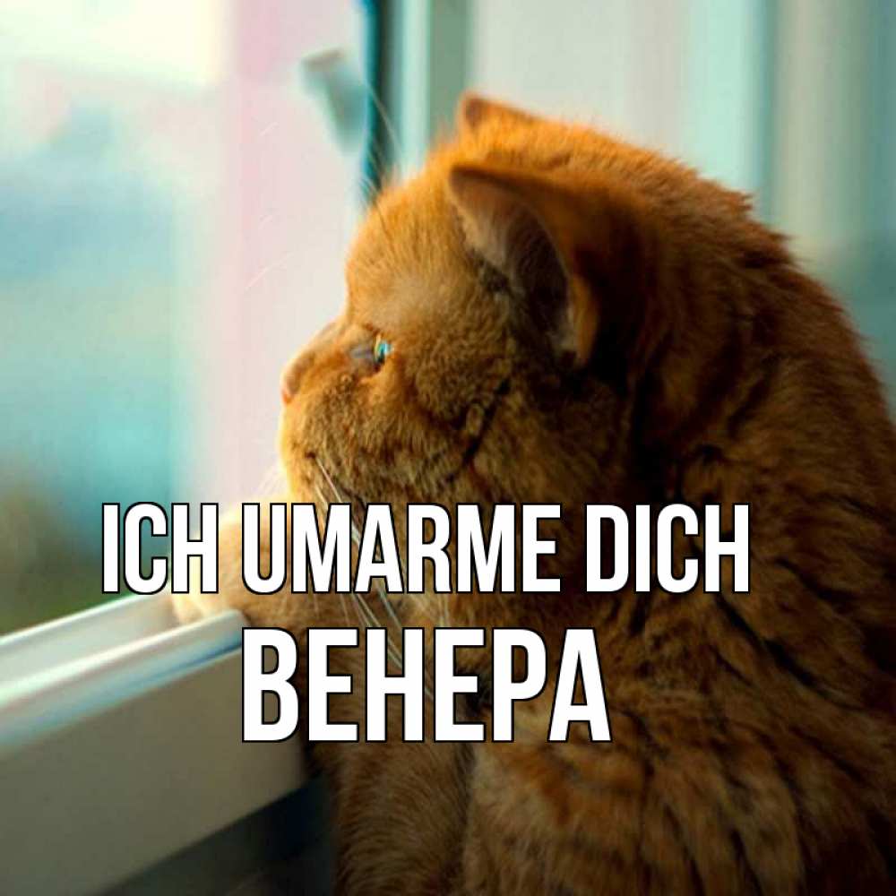 Открытка на каждый день с именем, Венера Ich umarme dich большой огромный рыжий котяра Прикольная открытка с пожеланием онлайн скачать бесплатно 