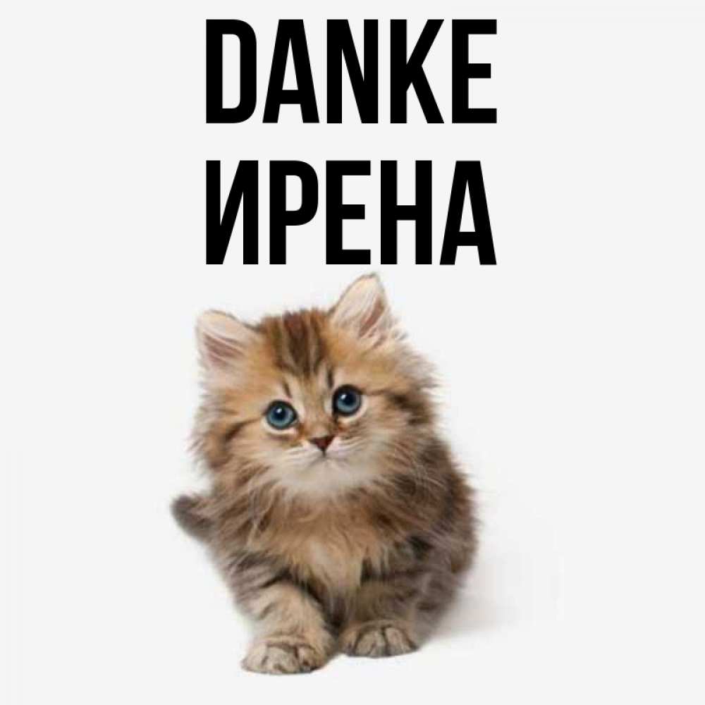 Открытка на каждый день с именем, Ирена Danke пушистый котик Прикольная открытка с пожеланием онлайн скачать бесплатно 