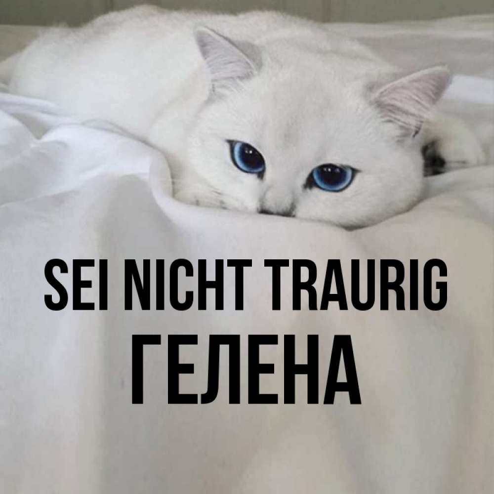 Открытка на каждый день с именем, Гелена Sei nicht traurig Голубоглазая кошка Прикольная открытка с пожеланием онлайн скачать бесплатно 