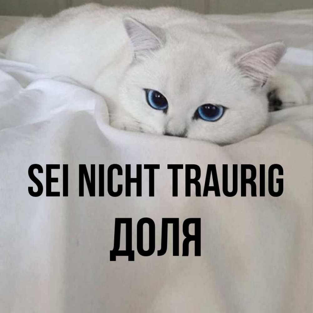 Открытка на каждый день с именем, Доля Sei nicht traurig Голубоглазая кошка Прикольная открытка с пожеланием онлайн скачать бесплатно 