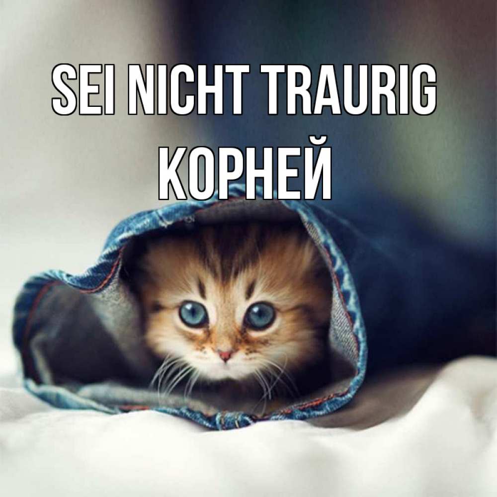 Открытка на каждый день с именем, Корней Sei nicht traurig кот в одежде Прикольная открытка с пожеланием онлайн скачать бесплатно 
