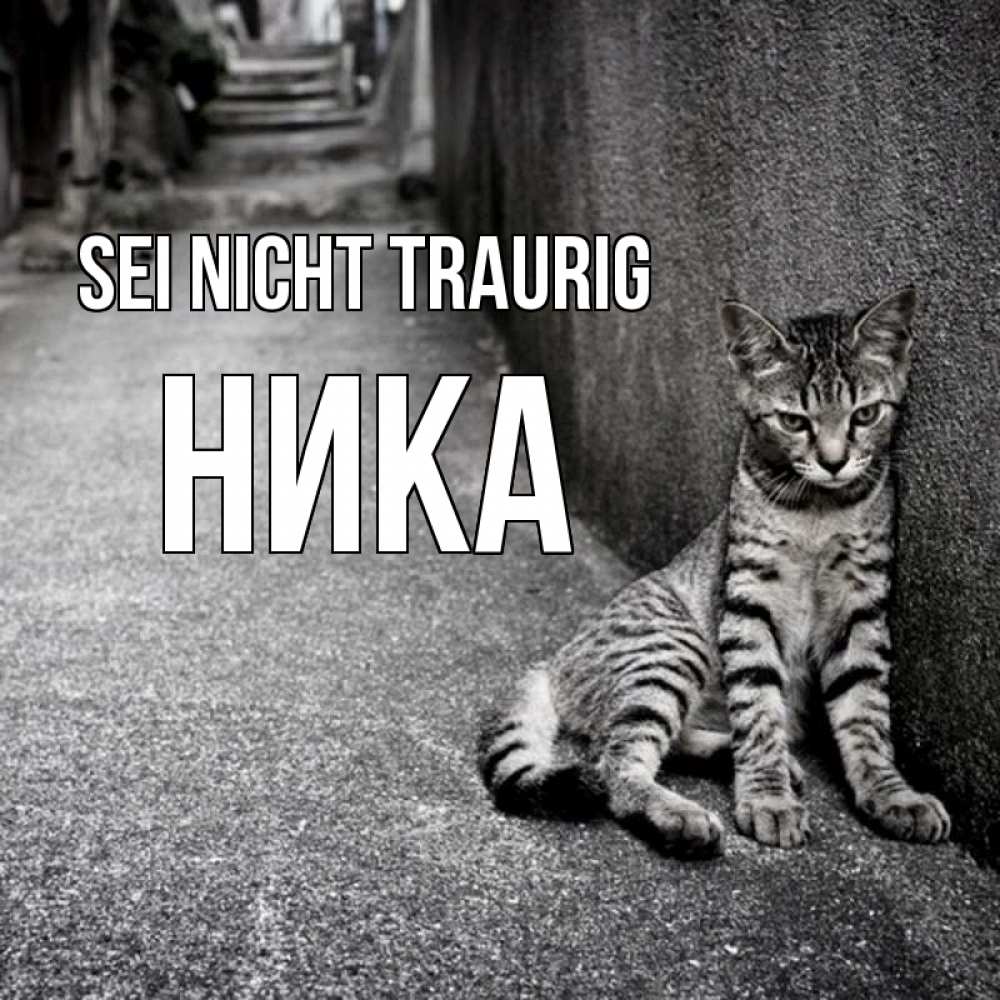 Открытка на каждый день с именем, Ника Sei nicht traurig скучающий котик Прикольная открытка с пожеланием онлайн скачать бесплатно 
