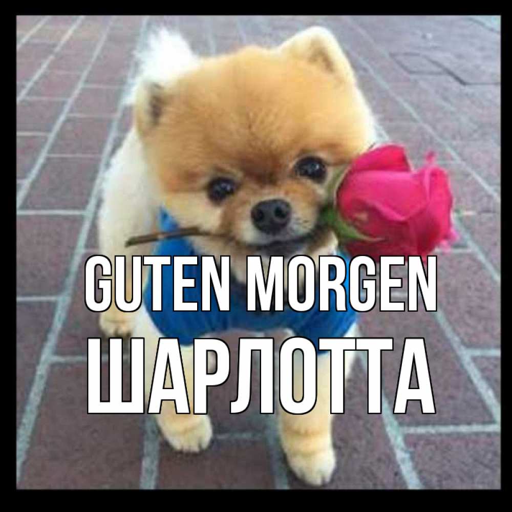 Открытка на каждый день с именем, Шарлотта Guten Morgen роза в зубах Прикольная открытка с пожеланием онлайн скачать бесплатно 
