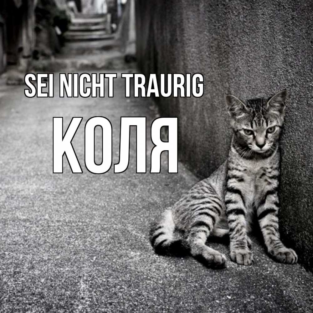 Открытка на каждый день с именем, Коля Sei nicht traurig скучающий котик Прикольная открытка с пожеланием онлайн скачать бесплатно 