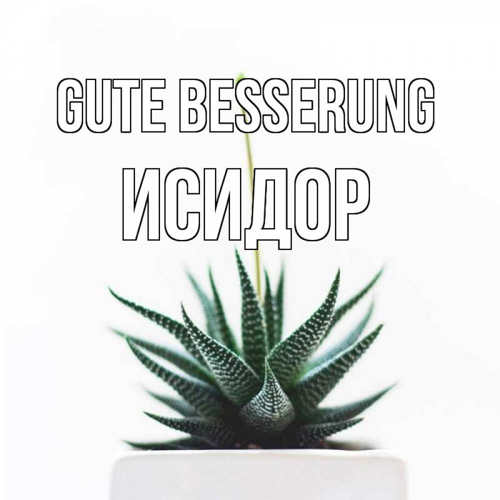 Открытка на каждый день с именем, Исидор Gute Besserung короче это непонятная колючка Прикольная открытка с пожеланием онлайн скачать бесплатно 