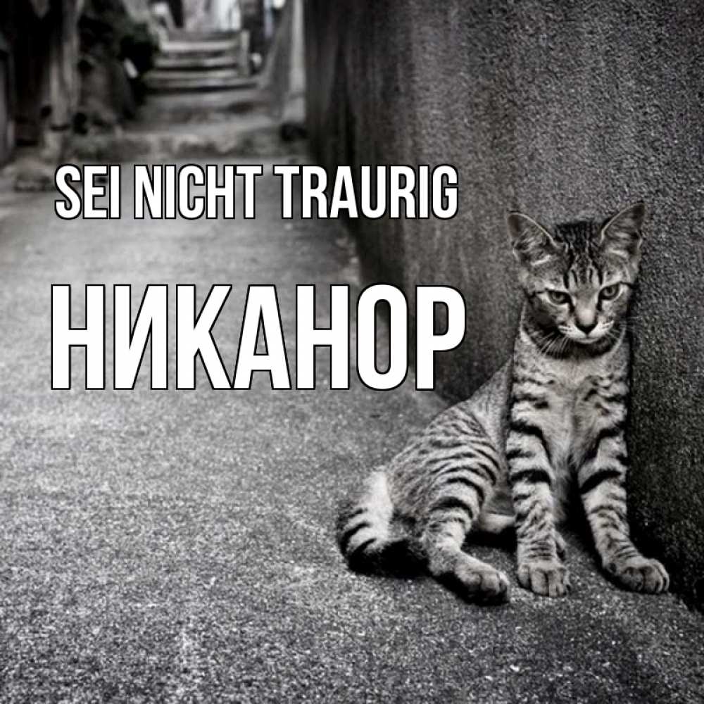 Открытка на каждый день с именем, Никанор Sei nicht traurig скучающий котик Прикольная открытка с пожеланием онлайн скачать бесплатно 