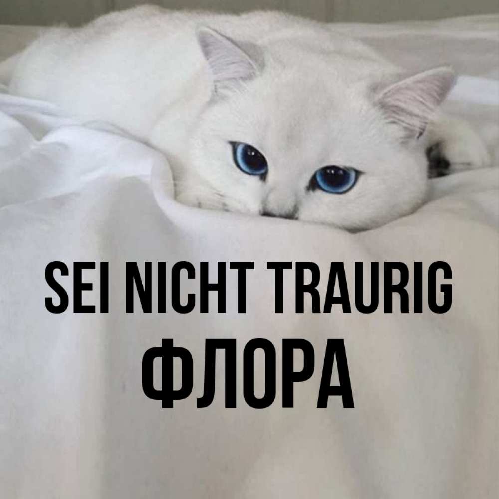 Открытка на каждый день с именем, Флора Sei nicht traurig Голубоглазая кошка Прикольная открытка с пожеланием онлайн скачать бесплатно 