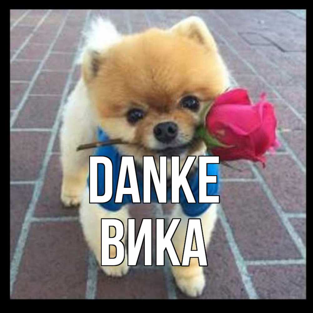 Открытка на каждый день с именем, Вика Danke спасибо и дарю тебе цветок Прикольная открытка с пожеланием онлайн скачать бесплатно 