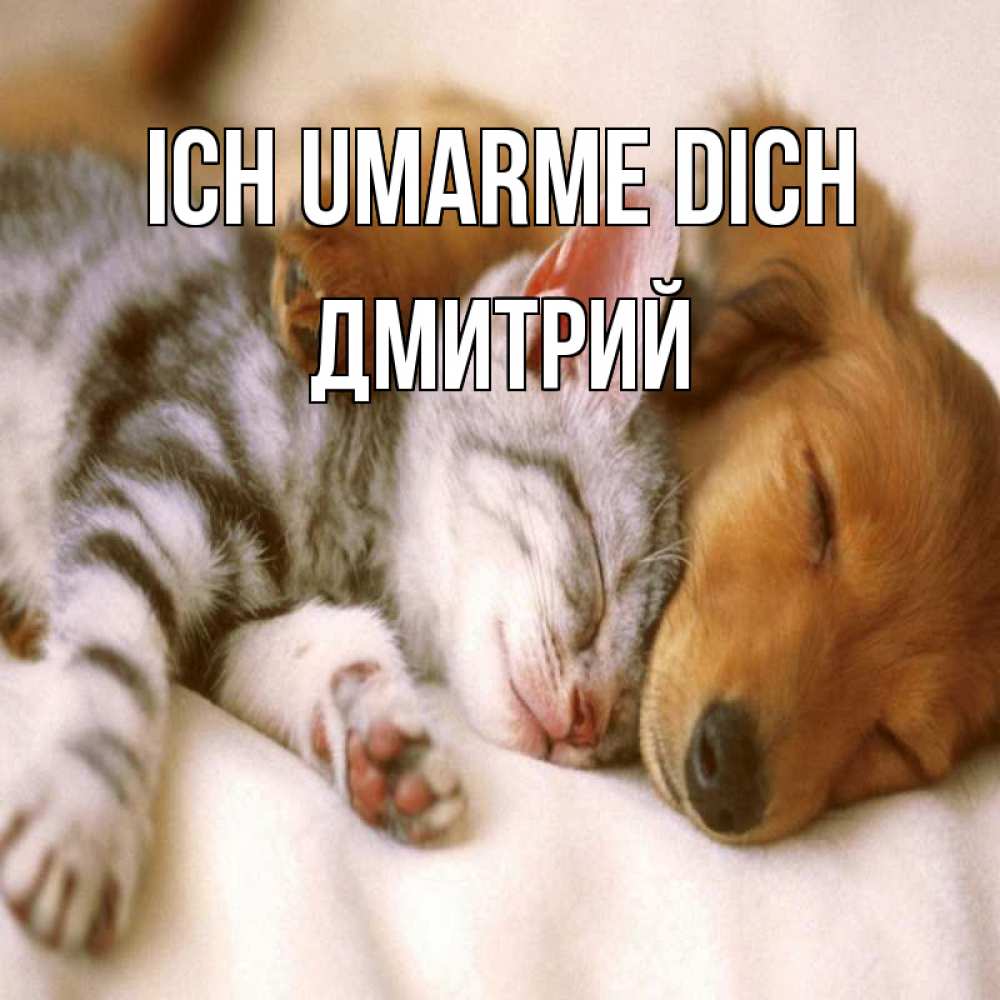 Открытка на каждый день с именем, Дмитрий Ich umarme dich пес и котенок Прикольная открытка с пожеланием онлайн скачать бесплатно 