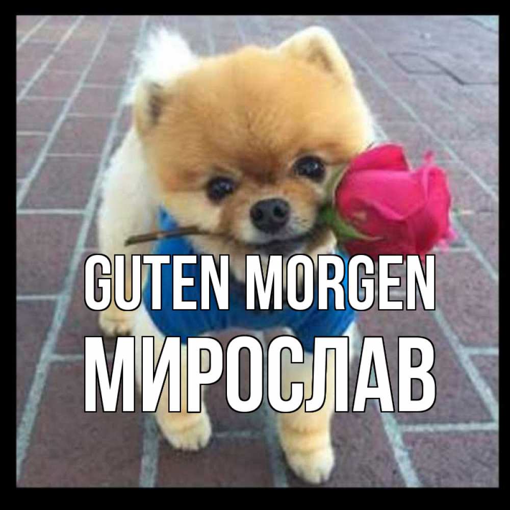 Открытка на каждый день с именем, Мирослав Guten Morgen роза в зубах Прикольная открытка с пожеланием онлайн скачать бесплатно 
