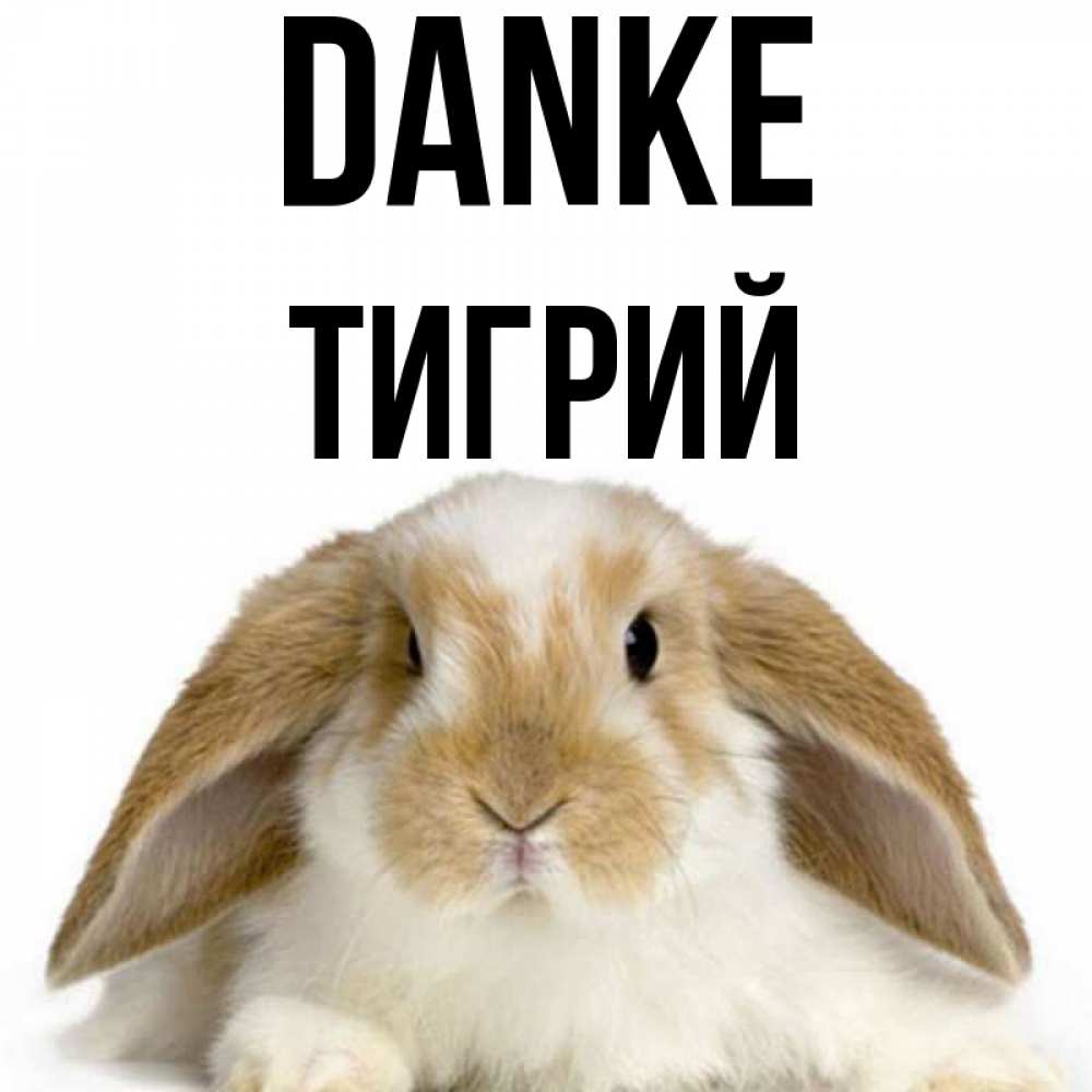 Открытка на каждый день с именем, Тигрий Danke коричнево белый заяц Прикольная открытка с пожеланием онлайн скачать бесплатно 