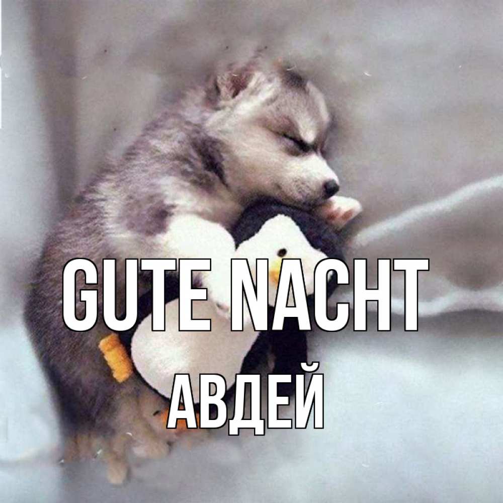 Открытка на каждый день с именем, Авдей Gute Nacht обнимашки щенка и пингвина Прикольная открытка с пожеланием онлайн скачать бесплатно 
