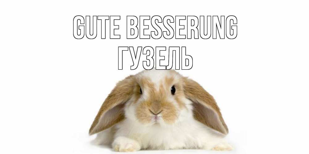 Открытка на каждый день с именем, Гузель Gute Besserung вислоухий кролик белого и коричневого цвета Прикольная открытка с пожеланием онлайн скачать бесплатно 