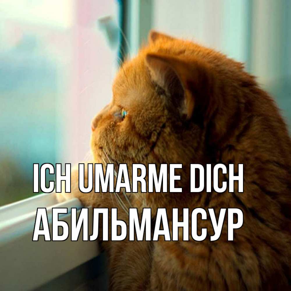 Открытка на каждый день с именем, Абильмансур Ich umarme dich большой огромный рыжий котяра Прикольная открытка с пожеланием онлайн скачать бесплатно 