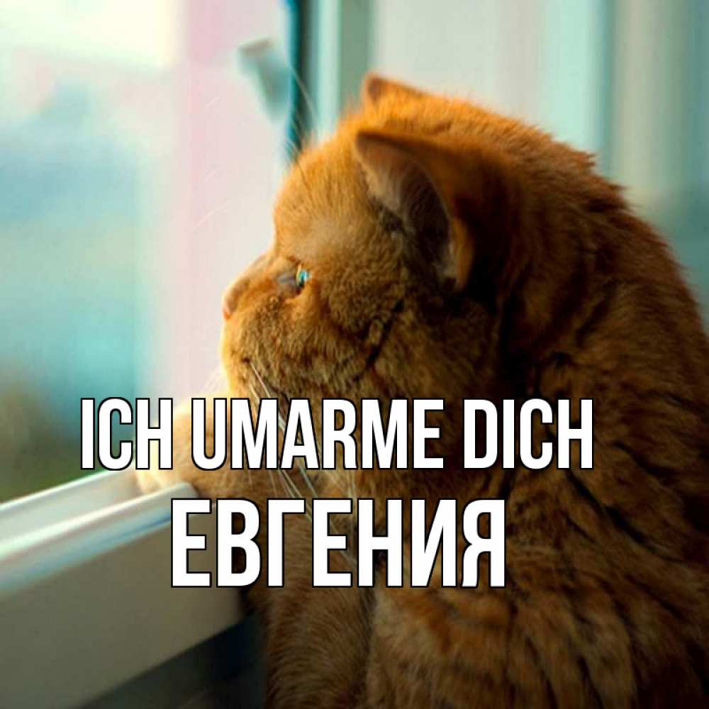 Открытка на каждый день с именем, Евгения Ich umarme dich большой огромный рыжий котяра Прикольная открытка с пожеланием онлайн скачать бесплатно 