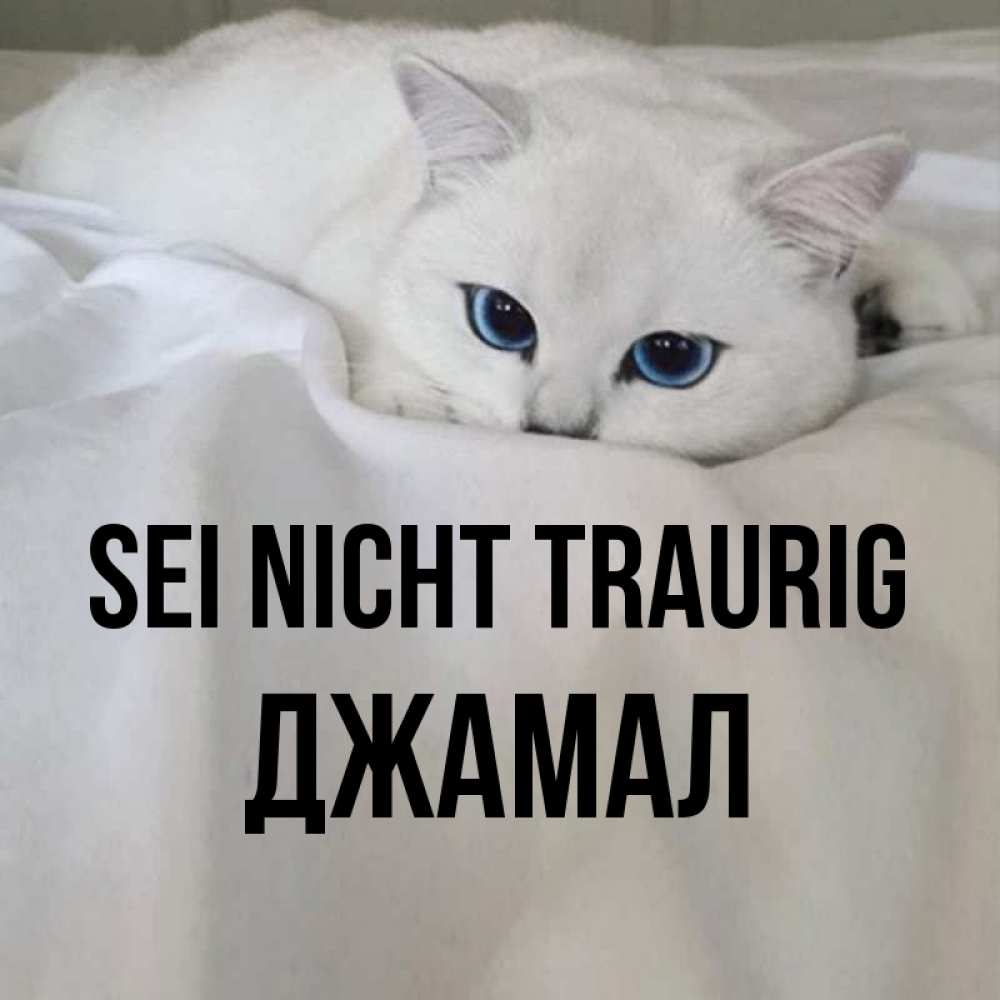 Открытка на каждый день с именем, Джамал Sei nicht traurig Голубоглазая кошка Прикольная открытка с пожеланием онлайн скачать бесплатно 