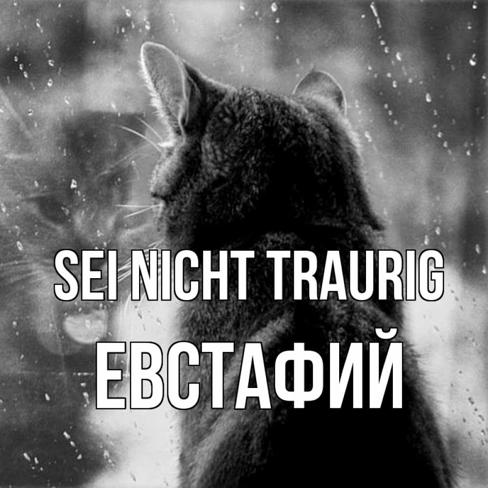 Открытка на каждый день с именем, Евстафий Sei nicht traurig отражение кота 1 Прикольная открытка с пожеланием онлайн скачать бесплатно 