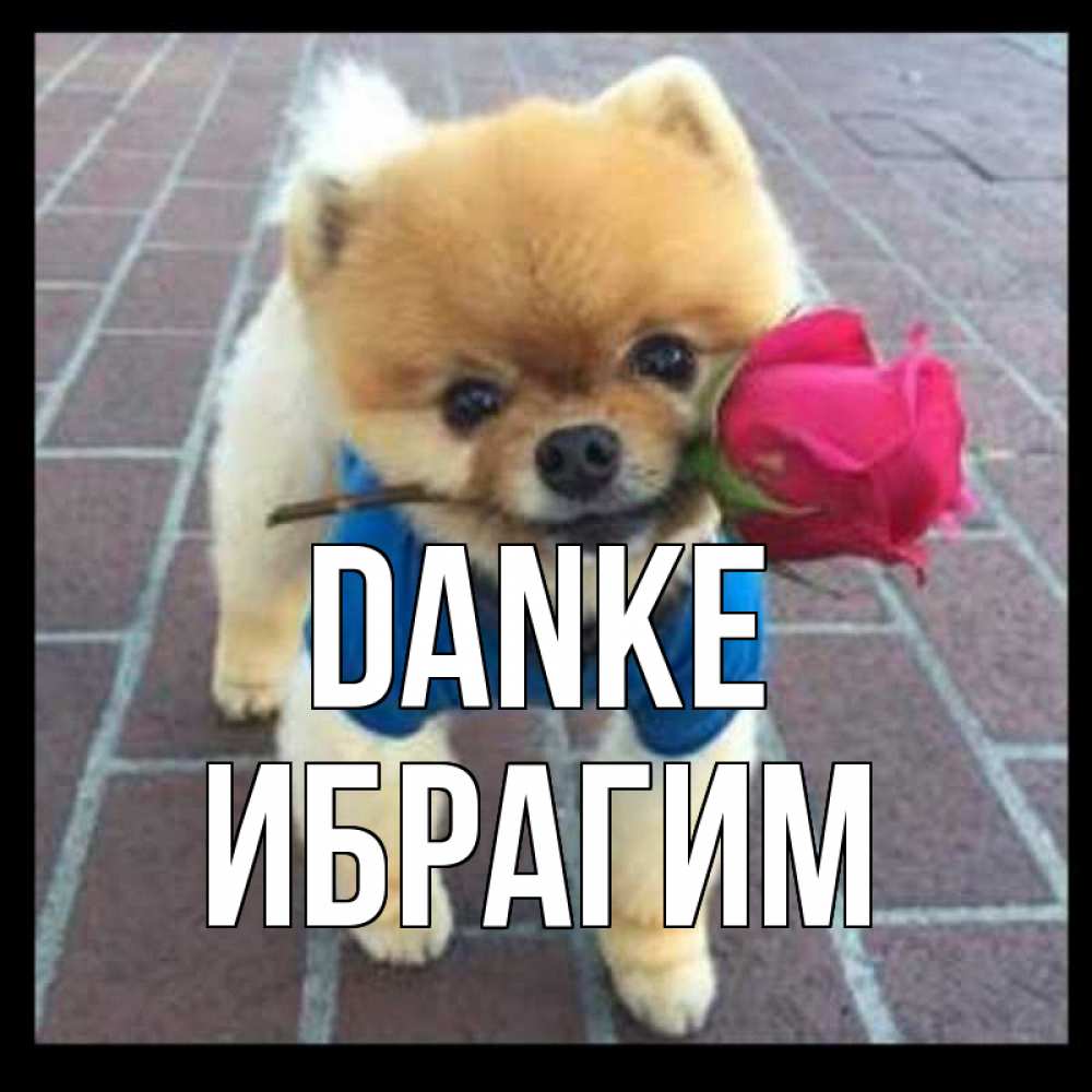 Открытка на каждый день с именем, Ибрагим Danke спасибо и дарю тебе цветок Прикольная открытка с пожеланием онлайн скачать бесплатно 