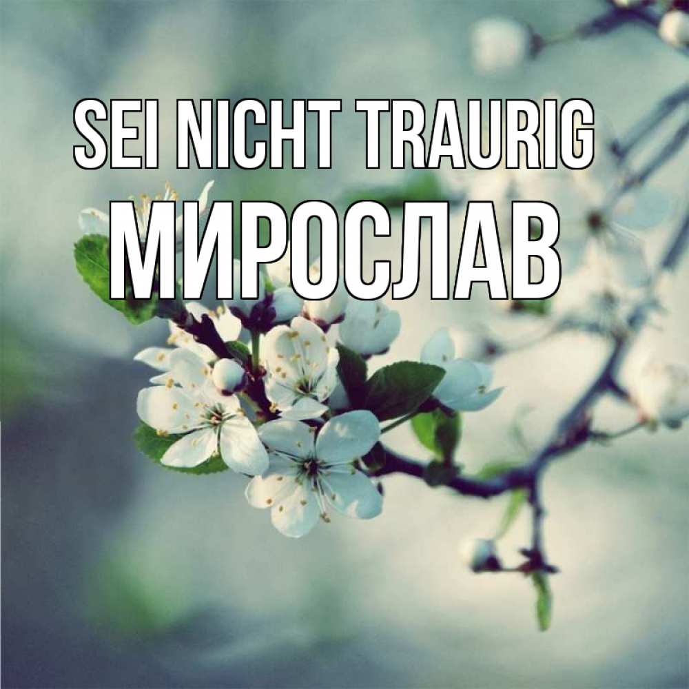 Открытка на каждый день с именем, Мирослав Sei nicht traurig яблоня в цвету 1 Прикольная открытка с пожеланием онлайн скачать бесплатно 