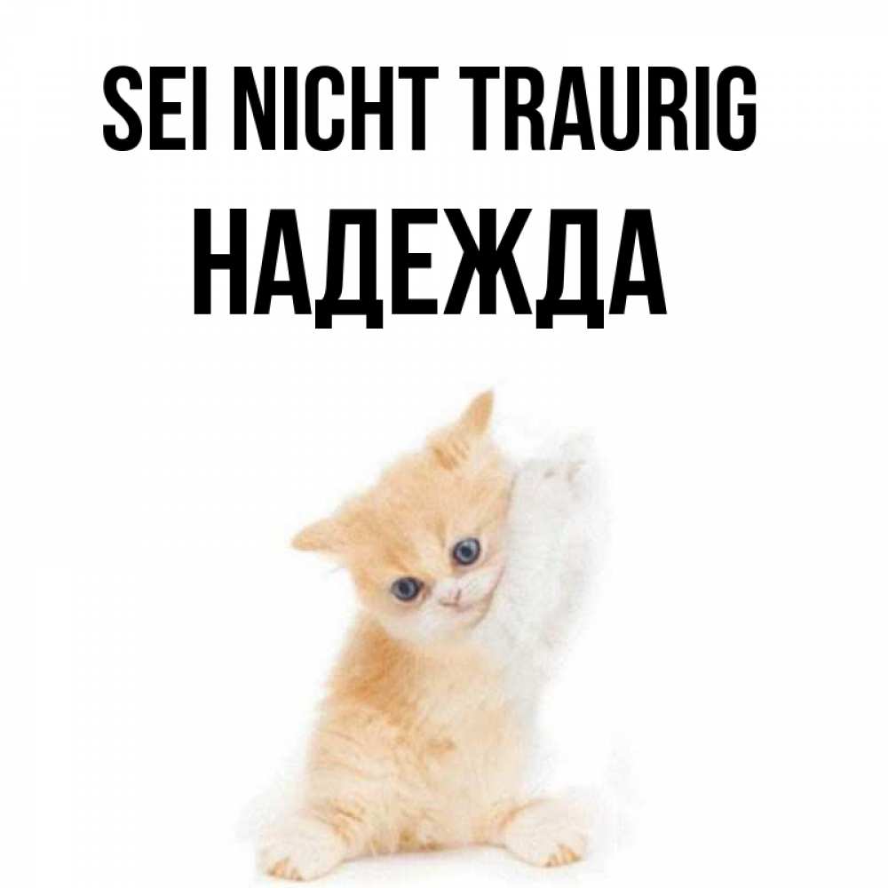 Открытка на каждый день с именем, Надежда Sei nicht traurig просящий кот Прикольная открытка с пожеланием онлайн скачать бесплатно 