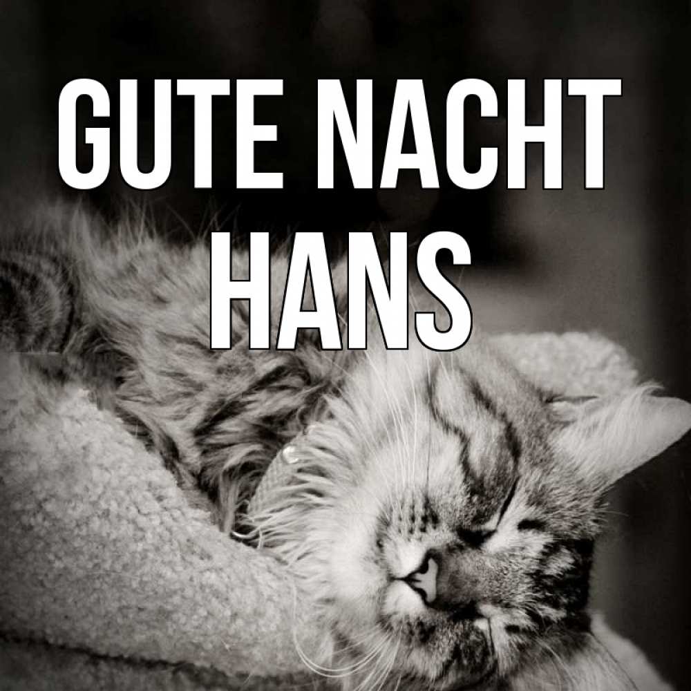 Открытка на каждый день с именем, Hans Gute Nacht котярик пушистый Прикольная открытка с пожеланием онлайн скачать бесплатно 