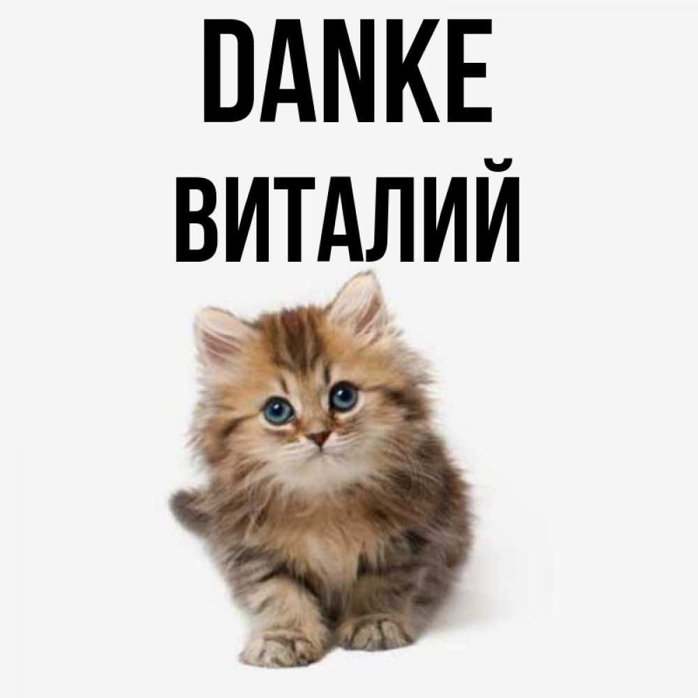 Открытка на каждый день с именем, Виталий Danke пушистый котик Прикольная открытка с пожеланием онлайн скачать бесплатно 
