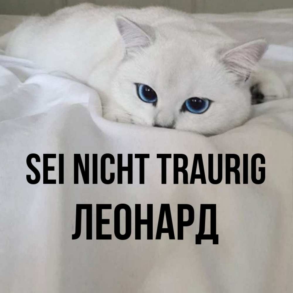 Открытка на каждый день с именем, Леонард Sei nicht traurig Голубоглазая кошка Прикольная открытка с пожеланием онлайн скачать бесплатно 