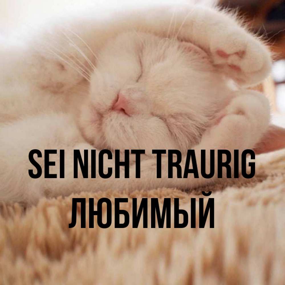 Открытка на каждый день с именем, Любимый Sei nicht traurig Котенок спит Прикольная открытка с пожеланием онлайн скачать бесплатно 