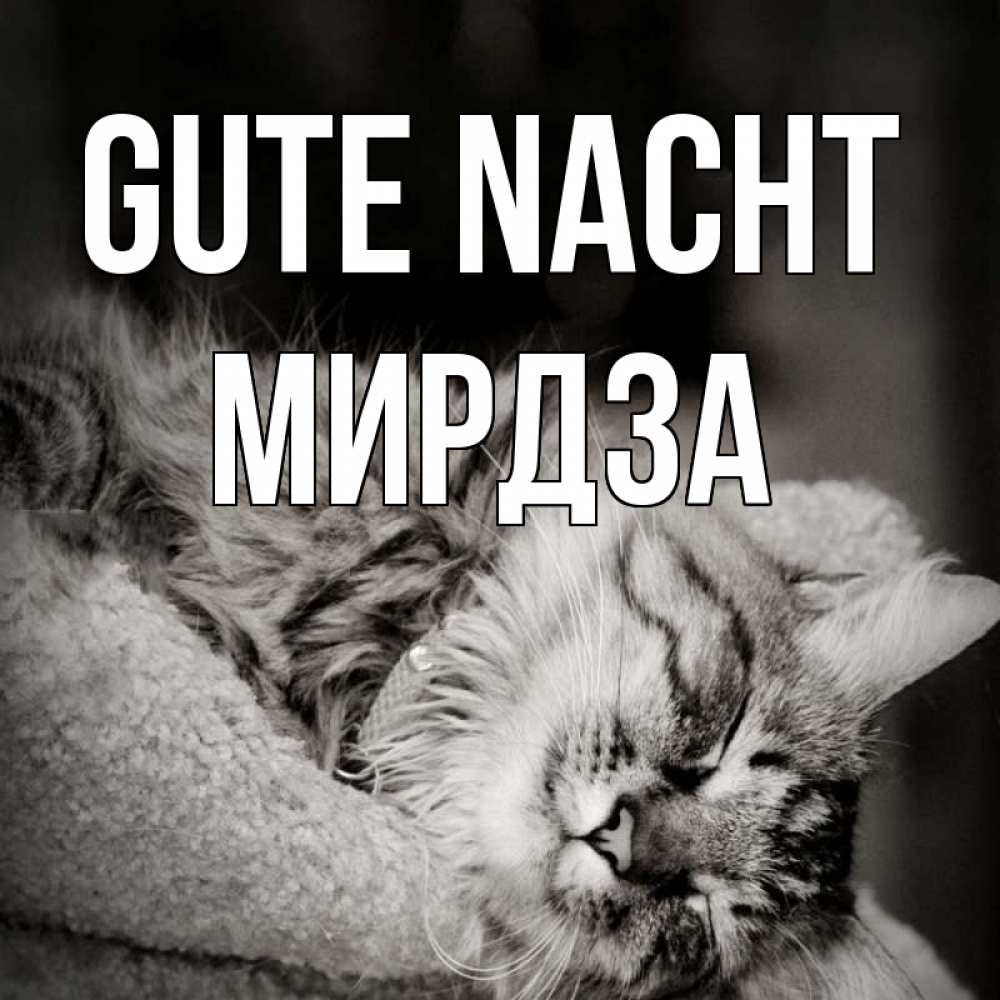 Открытка на каждый день с именем, Мирдза Gute Nacht котярик пушистый Прикольная открытка с пожеланием онлайн скачать бесплатно 