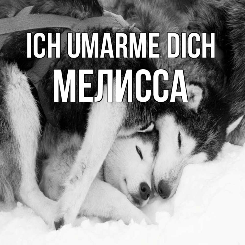 Открытка на каждый день с именем, Мелисса Ich umarme dich собачки в упряжке Прикольная открытка с пожеланием онлайн скачать бесплатно 