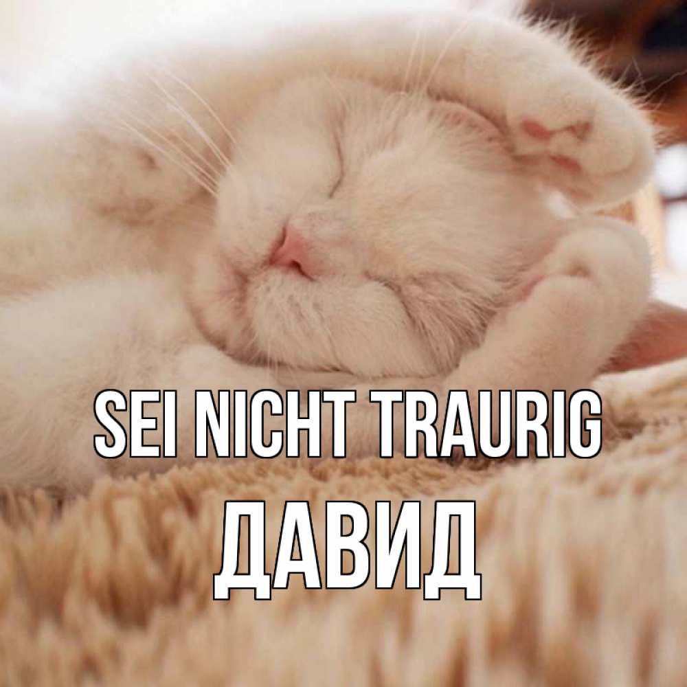 Открытка на каждый день с именем, Давид Sei nicht traurig белый кот Прикольная открытка с пожеланием онлайн скачать бесплатно 