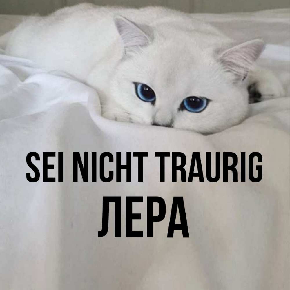 Открытка на каждый день с именем, Лера Sei nicht traurig Голубоглазая кошка Прикольная открытка с пожеланием онлайн скачать бесплатно 