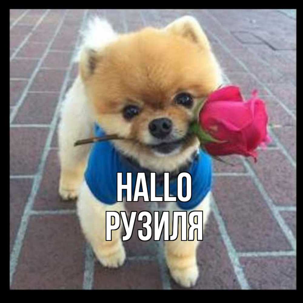Открытка на каждый день с именем, Рузиля Hallo роза в зубах у собаки Прикольная открытка с пожеланием онлайн скачать бесплатно 