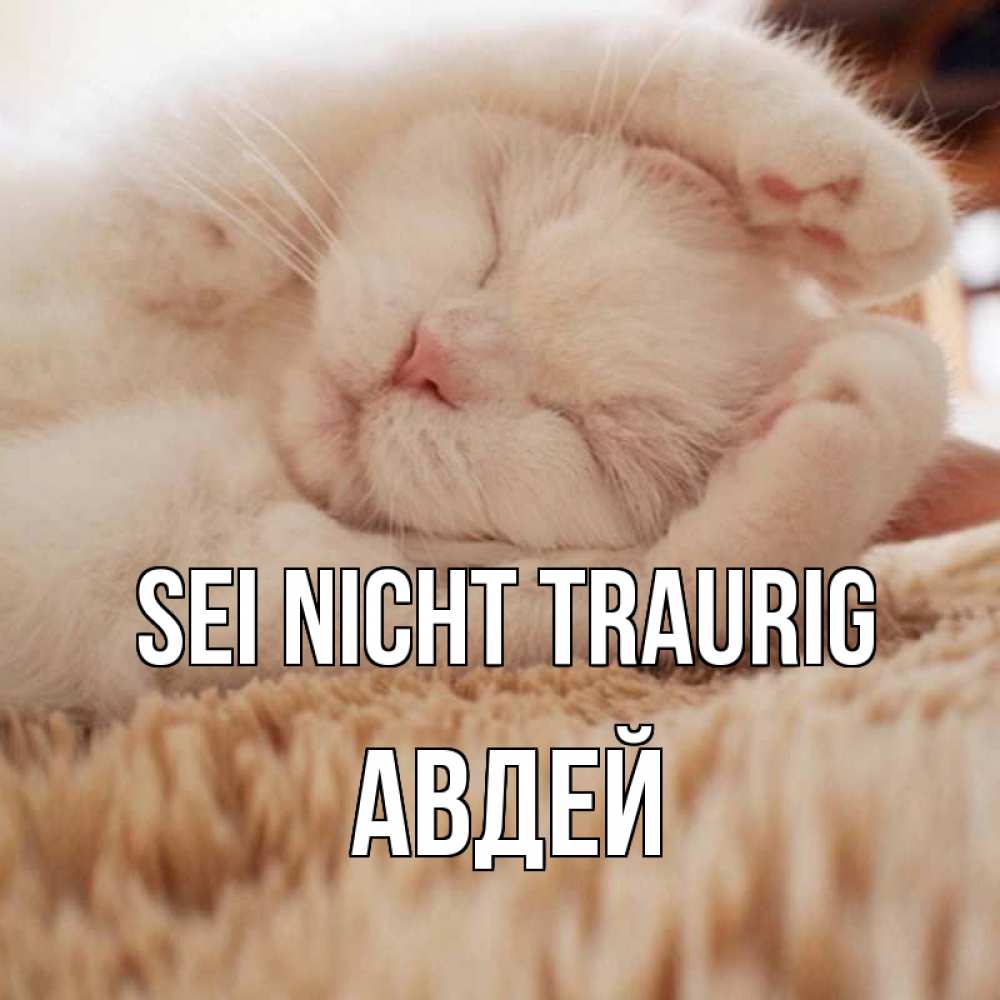 Открытка на каждый день с именем, Авдей Sei nicht traurig белый кот Прикольная открытка с пожеланием онлайн скачать бесплатно 