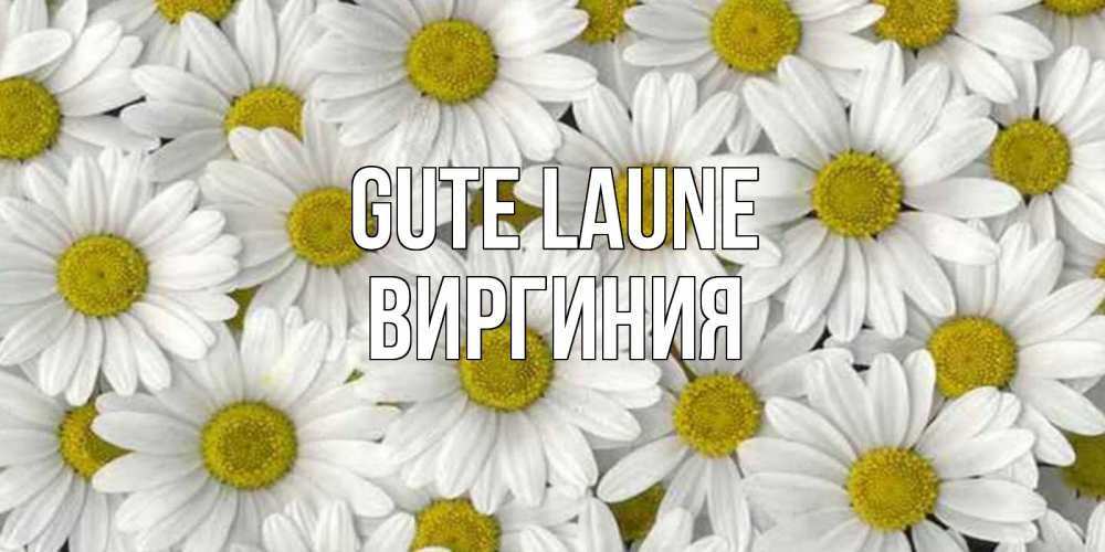Открытка на каждый день с именем, Виргиния Gute Laune поляна ромашек Прикольная открытка с пожеланием онлайн скачать бесплатно 