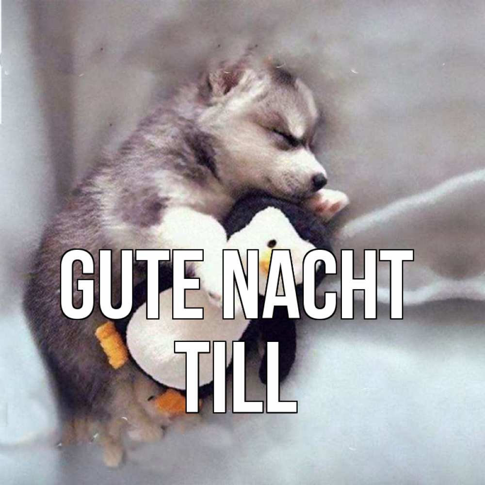 Открытка на каждый день с именем, Till Gute Nacht обнимашки щенка и пингвина Прикольная открытка с пожеланием онлайн скачать бесплатно 