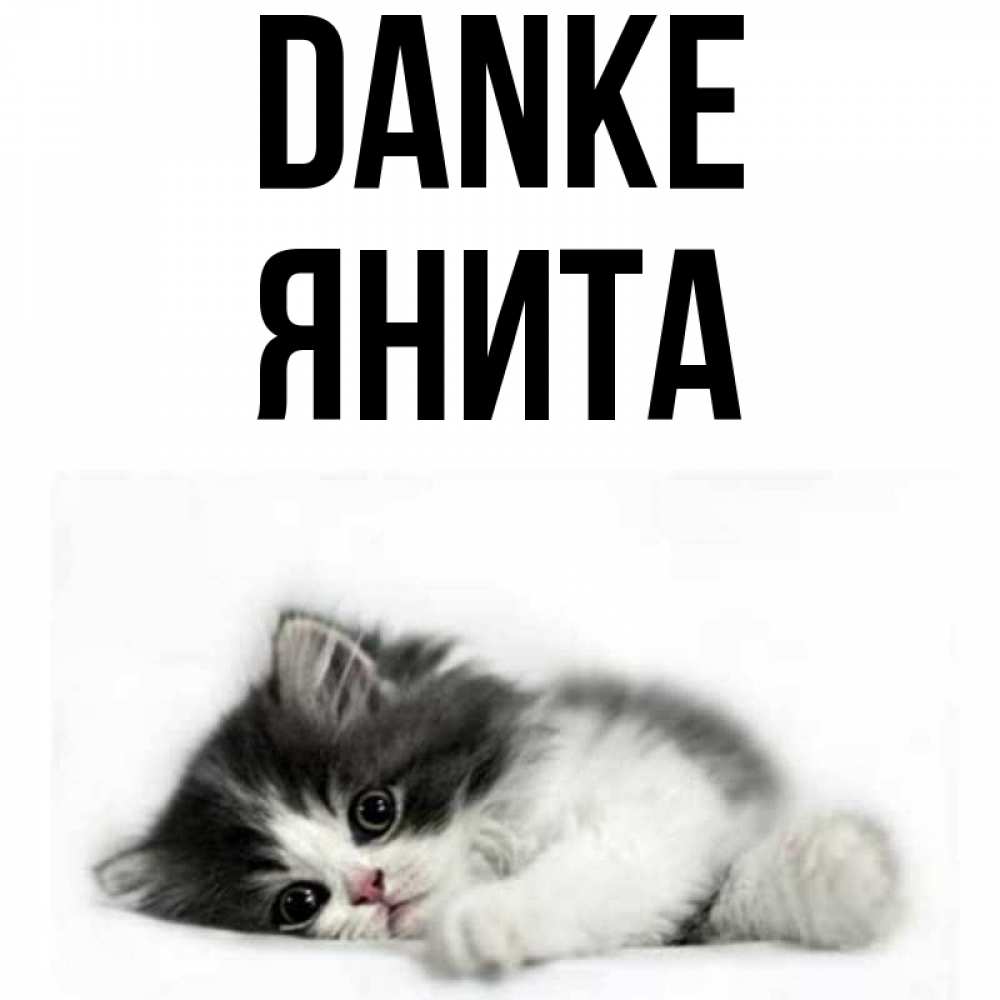 Открытка на каждый день с именем, Янита Danke черный и белый кот Прикольная открытка с пожеланием онлайн скачать бесплатно 