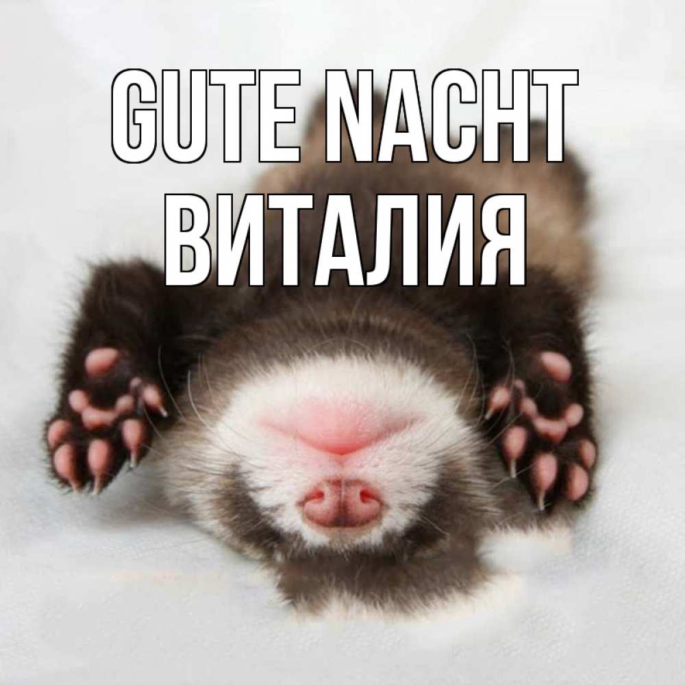 Открытка на каждый день с именем, Виталия Gute Nacht зверек Прикольная открытка с пожеланием онлайн скачать бесплатно 