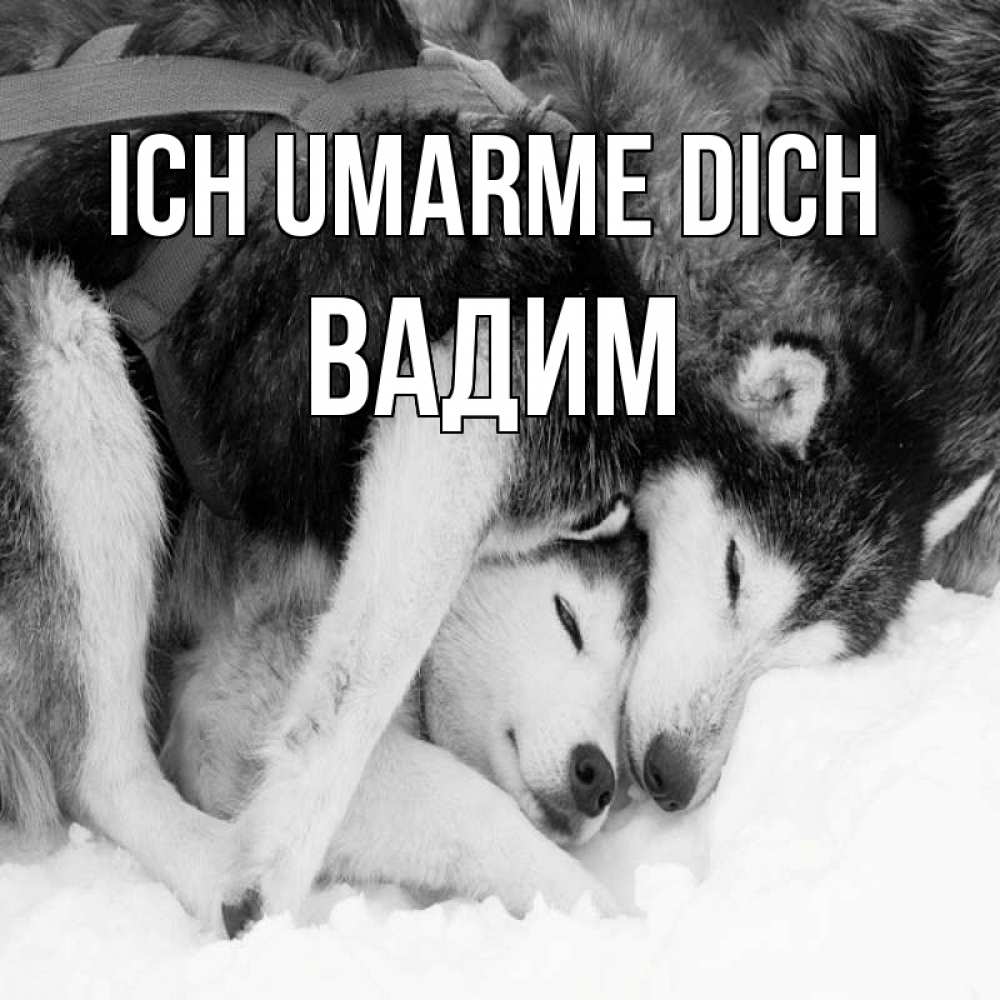 Открытка на каждый день с именем, Вадим Ich umarme dich собачки в упряжке Прикольная открытка с пожеланием онлайн скачать бесплатно 