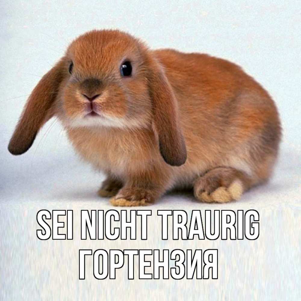 Открытка на каждый день с именем, Гортензия Sei nicht traurig рыжий зая Прикольная открытка с пожеланием онлайн скачать бесплатно 